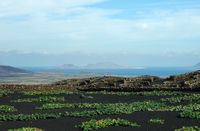 The village of Tiagua in Lanzarote. The vegetable garden and vineyards. Click to enlarge the image in Adobe Stock (new tab).