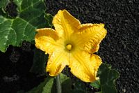 The village of Tiagua in Lanzarote. Squash Blossom Musk (Cucurbita moschata). Click to enlarge the image in Adobe Stock (new tab).