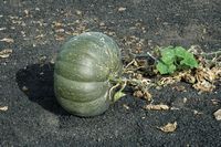 The village of Tiagua in Lanzarote. Butternut squash (Cucurbita moschata). Click to enlarge the image in Adobe Stock (new tab).
