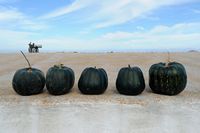 The village of Tiagua in Lanzarote. Specimens of butternut squash. Click to enlarge the image in Adobe Stock (new tab).