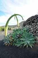 The village of Tiagua in Lanzarote. swan neck Agaves (Agave attenuata). Click to enlarge the image in Adobe Stock (new tab).