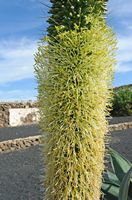 The village of Tiagua in Lanzarote. swan neck Agaves or foxtail agave (Agave attenuata). Click to enlarge the image in Adobe Stock (new tab).