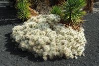 The village of Tiagua in Lanzarote. Cylindropuntia tunicata. Click to enlarge the image in Adobe Stock (new tab).