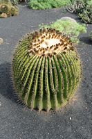 The village of Tiagua in Lanzarote. stepmother Cushion (Echinocactus grusonii). Click to enlarge the image in Adobe Stock (new tab).