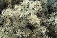 The village of Tiagua in Lanzarote. Cylindropuntia tunicata. Click to enlarge the image in Adobe Stock (new tab).