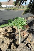 The village of Tiagua in Lanzarote. balsamifère Spurge (Euphorbia balsamifera). Click to enlarge the image in Adobe Stock (new tab).