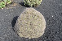 The village of Tiagua in Lanzarote. Mammilaria compressa. Click to enlarge the image in Adobe Stock (new tab).