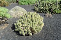 The village of Tiagua in Lanzarote. Euphorbia aggregata. Click to enlarge the image in Adobe Stock (new tab).