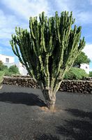 The village of Tiagua in Lanzarote. candelabra spurge (Euphorbia candelabrum). Click to enlarge the image in Adobe Stock (new tab).