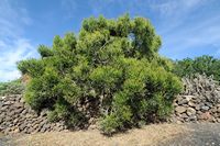 The village of Tiagua in Lanzarote. leafless spurge (Euphorbia aphylla). Click to enlarge the image in Adobe Stock (new tab).