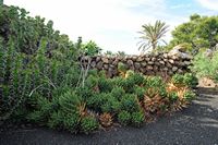 The village of Tiagua in Lanzarote. Haworthia herbacea. Click to enlarge the image in Adobe Stock (new tab).