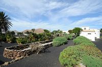 The village of Tiagua in Lanzarote. Euphorbia. Click to enlarge the image in Adobe Stock (new tab).