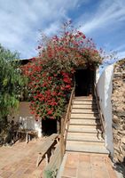 The village of Tiagua in Lanzarote. Bougainvillea above the tavern. Click to enlarge the image in Adobe Stock (new tab).