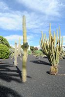 The village of Tiagua in Lanzarote. browningia hertlingiana. Click to enlarge the image in Adobe Stock (new tab).