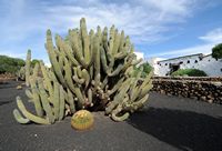 The village of Tiagua in Lanzarote. Echinopsis spachiana. Click to enlarge the image in Adobe Stock (new tab).