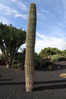 The village of Tiagua in Lanzarote. Carnegiea gigantea. Click to enlarge the image in Adobe Stock (new tab).