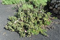 The village of Tiagua in Lanzarote. Austrocylindropuntia subulata. Click to enlarge the image in Adobe Stock (new tab).