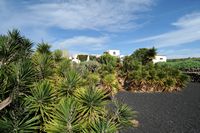 The village of Tiagua in Lanzarote. Yuccas. Click to enlarge the image in Adobe Stock (new tab).