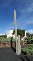 The village of Tiagua in Lanzarote. Cephalocereus senilis. Click to enlarge the image in Adobe Stock (new tab).