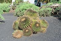 The village of Tiagua in Lanzarote. Ferocactus Echidne?. Click to enlarge the image in Adobe Stock (new tab).