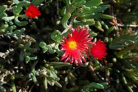 The village of Tiagua in Lanzarote. Malephora crocea. Click to enlarge the image in Adobe Stock (new tab).