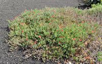 The village of Tiagua in Lanzarote. Malephora crocea. Click to enlarge the image in Adobe Stock (new tab).