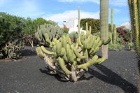The village of Tiagua in Lanzarote. Myrtillocactus geometrizans. Click to enlarge the image in Adobe Stock (new tab).