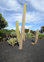 The village of Tiagua in Lanzarote. Pachycereus pecten-aboriginum. Click to enlarge the image in Adobe Stock (new tab).