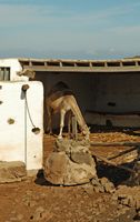 The village of Tiagua in Lanzarote. Stable dromedary. Click to enlarge the image in Adobe Stock (new tab).