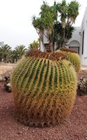 The town of Antigua in Fuerteventura. The cactus garden. stepmother Cushion (Echinocactus grusonii). Click to enlarge the image in Adobe Stock (new tab).