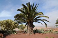 The town of Antigua in Fuerteventura. The cactus garden. Canary Palm (Phoenix canariensis). Click to enlarge the image in Adobe Stock (new tab).