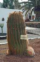 The town of Antigua in Fuerteventura. The cactus garden. Ferocactus latispinus subspecies spiralis Ferocactus synonymus recurvus. Click to enlarge the image in Adobe Stock (new tab).