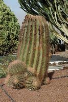The town of Antigua in Fuerteventura. The cactus garden. Ferocactus latispinus subspecies spiralis Ferocactus synonymus recurvus. Click to enlarge the image in Adobe Stock (new tab).