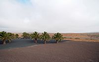 The town of Antigua in Fuerteventura. The cactus garden. cactus garden Location. Click to enlarge the image in Adobe Stock (new tab).