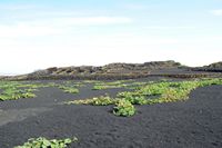 La ville de Teguise à Lanzarote. Champ de courges au musée agricole El Patio à Tiagua. Cliquer pour agrandir l'image dans Adobe Stock (nouvel onglet).