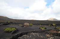 The town of Tías in Lanzarote. Vines Wine Museum in Masdache. Click to enlarge the image in Adobe Stock (new tab).