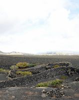 The town of Tías in Lanzarote. Vines Wine Museum in Masdache. Click to enlarge the image in Adobe Stock (new tab).