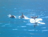 The flora and fauna of the island of Tenerife. Whales. Click to enlarge the image.