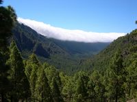 The flora and fauna of the island of Tenerife. Canary Pine. Click to enlarge the image.