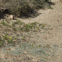 The island of Graciosa to Lanzarote. A pipit Berthelot on the island track. Click to enlarge the image.