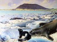 The island of Lobos in Fuerteventura. Monk seals in Los Lobos (reconstruction watercolor). Click to enlarge the image.