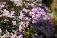 The island of Lobos in Fuerteventura. Tubercled Statice (Limonium tuberculatum) and stems of glaucous glasswort (Arthrocnemum macrostachyum). Click to enlarge the image.