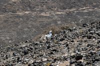 The island of Lobos in Fuerteventura. Yellow-legged Gull. Click to enlarge the image.