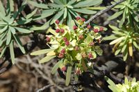 The island of Lobos in Fuerteventura. balsamifère Spurge (Euphorbia balsamifera). Click to enlarge the image.
