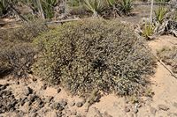The island of Lobos in Fuerteventura. balsamifère Spurge (Euphorbia balsamifera). Click to enlarge the image.