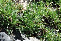 The island of Lobos in Fuerteventura. Saladelle oval leaves (Limonium ovalifolium). Click to enlarge the image.