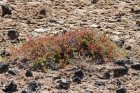 The island of Lobos in Fuerteventura. Fabagelle of Desfontaines (Zygophyllum fontanesii). Click to enlarge the image.