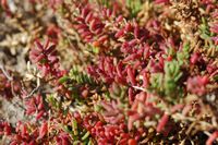 The island of Lobos in Fuerteventura. Fabagelle of Desfontaines (Zygophyllum fontanesii). Click to enlarge the image.