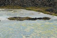 The island of Lobos in Fuerteventura. The saladar del faro. Click to enlarge the image.