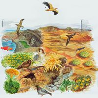 Timanfaya National Park in Lanzarote. The flora and fauna of the Park. Click to enlarge the image.